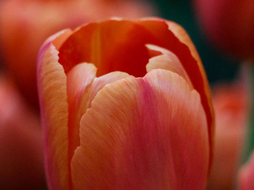 Oscar Nonis - Las Vegas Commercial Photographer